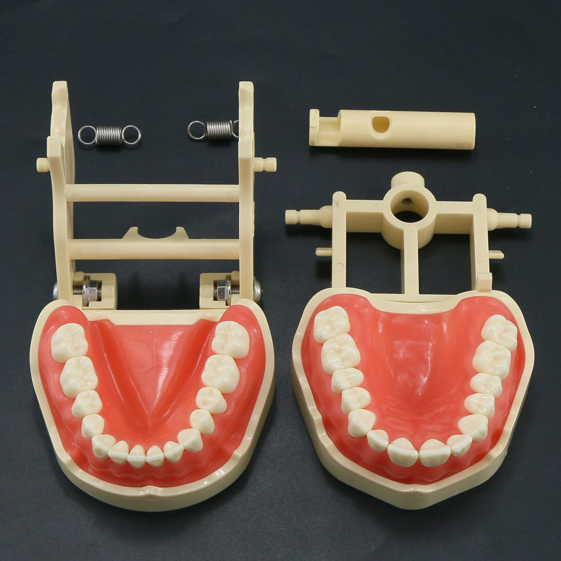 Frasaco-modelo estándar Dental de ajuste tipo ANA-4, con 28 dientes atornillados, Typodont, práctica de llenado, restauración, demostración, M8013,