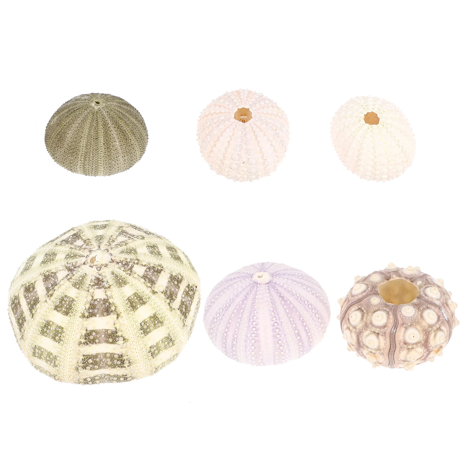 6 Pcs Shell Conch Sea Urchin Crafts Fish Tank Accessories Aquarium Landscape Flowerpot Ornaments Decor Small-scale