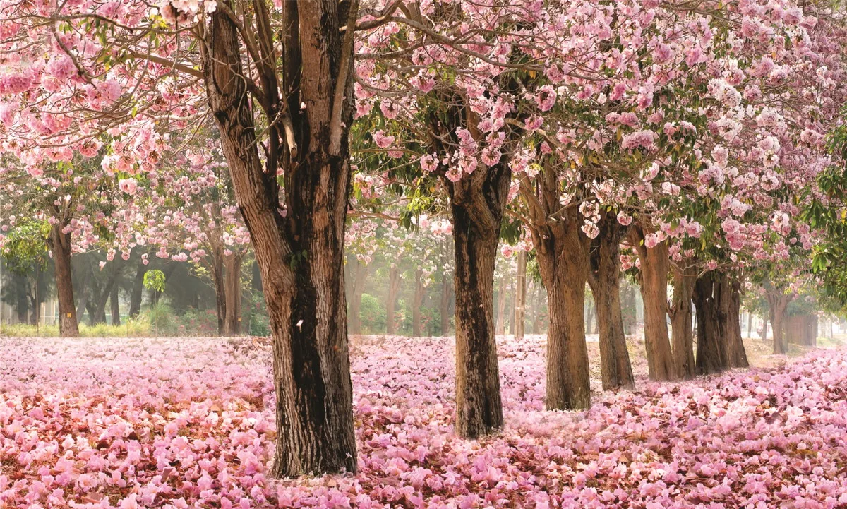 

Johnson Cherry Blossom Tree park backdrops High quality computer print wedding Photography Studio Backgrounds