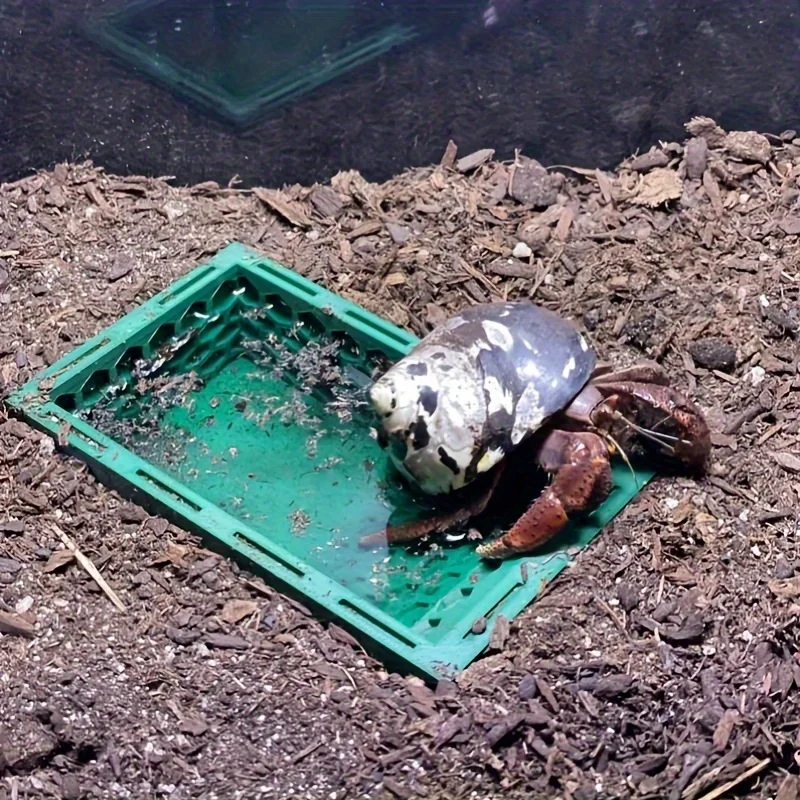 Underground hermit crab pool, hermit crab toys, hermit crab climbing pool