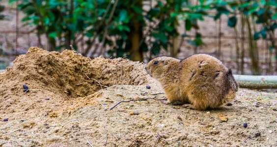 

4pcs 62mm 1.2" Carbon Fiber Beadlock Wheel Tire Set For 1/18 1/24 RC Crawler Car TRX4M SCX24 AX24 FCX24 Upgrade Parts