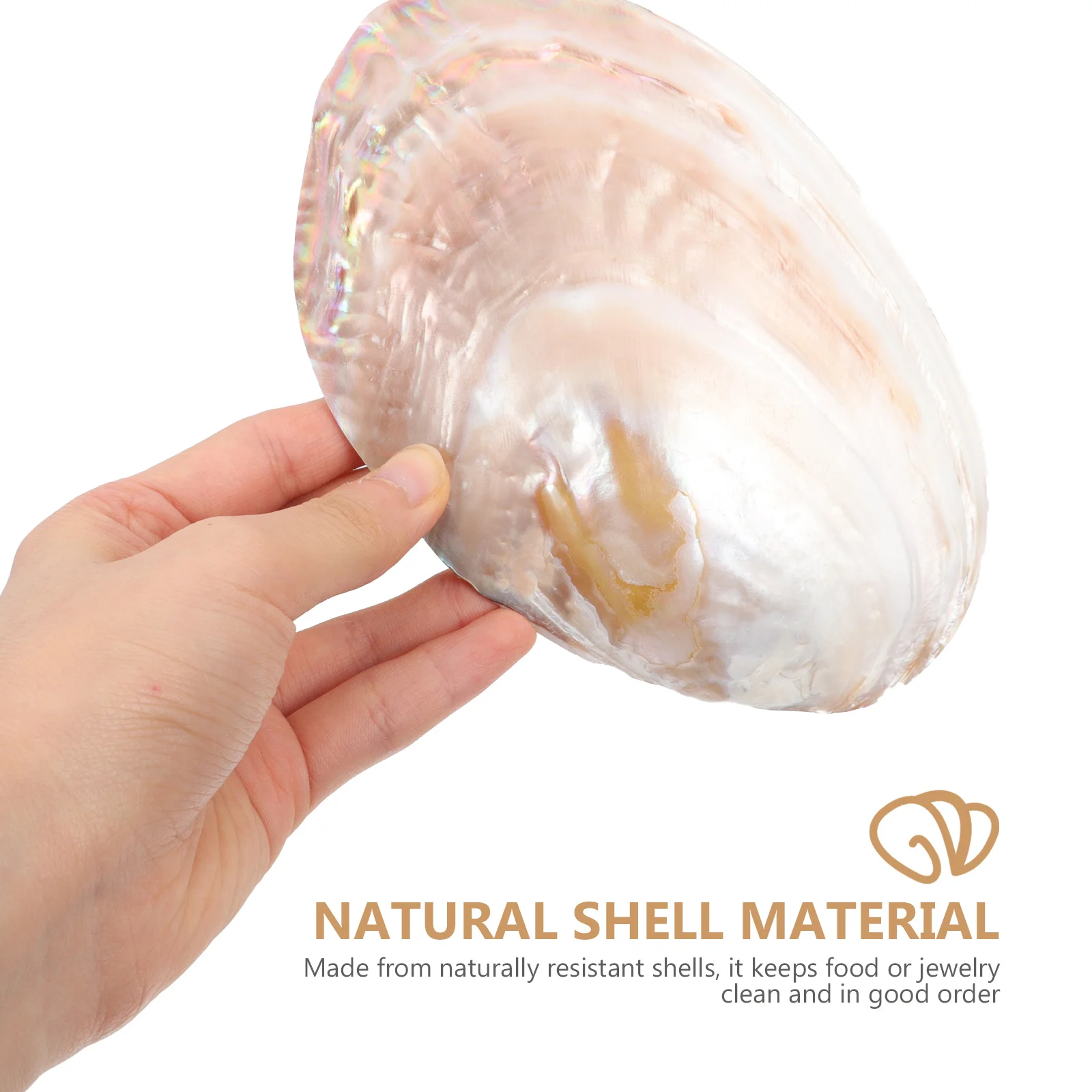 

1Pcs Natural Sea Shell Decoration Conch Food Plate Random Color Unique Natural Shell Ornament for Home Office Cafe