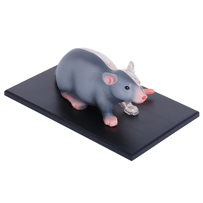 4D Vision Rat Animal Anatomy Model Detachable Full Skeleton Laboratory Education Classroom Equipment Fame Master Puzzle Kids Toy