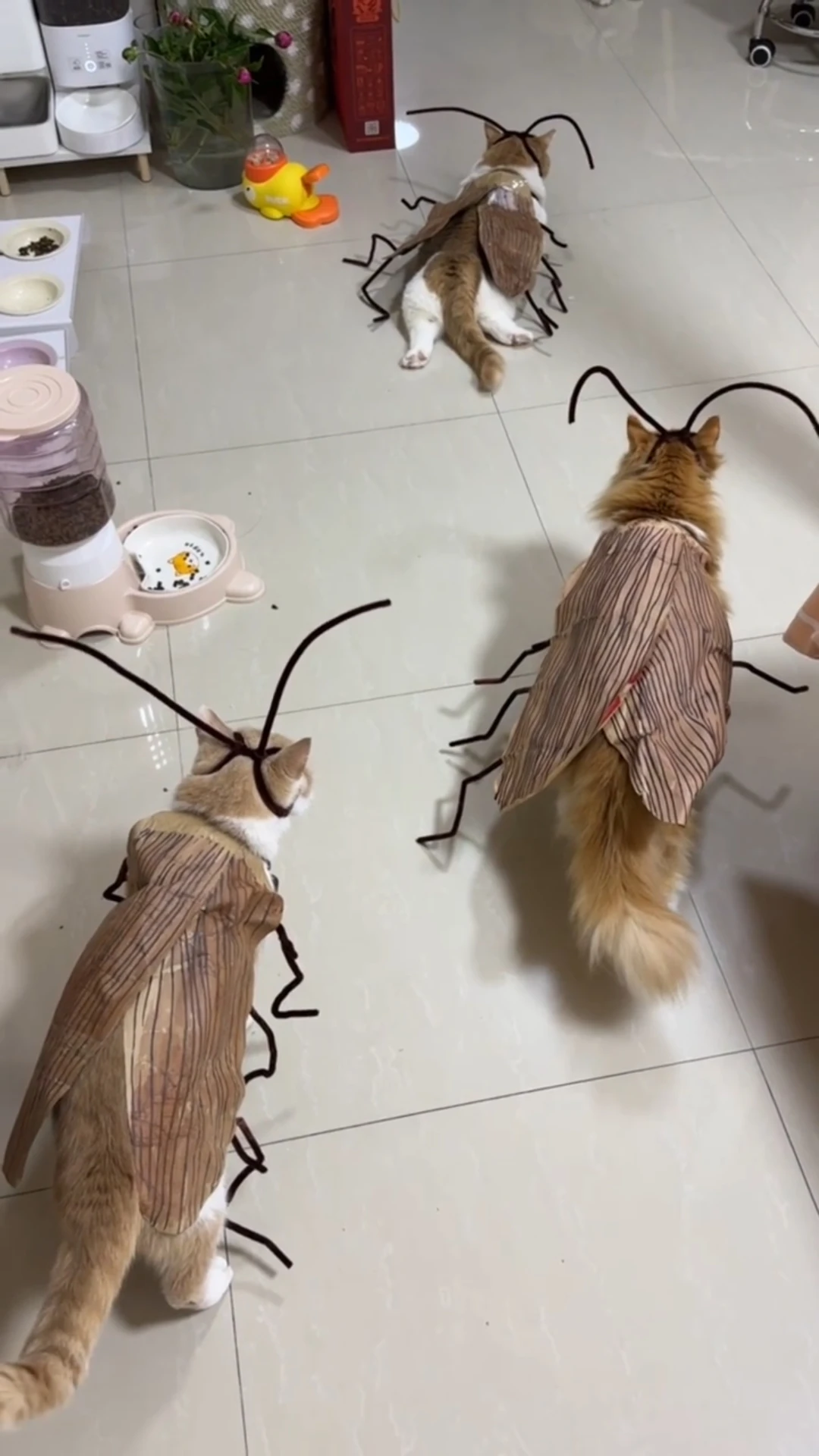 DIY Lustiges Kakerlaken-Kostüm für Katzen mit Flügeln, Antennen und Beinen, Kreatives Haustier-Cosplay-Outfit, Halloween-Party Foto-Requisiten Zubehör – Detail 2