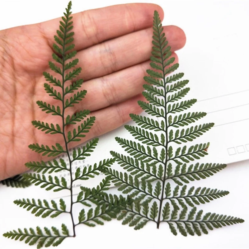 Fern hijau kering, 60 buah pakis Herbarium plastik pakis hijau kering untuk DIY kartu pos perhiasan kartu undangan casing ponsel daun pennistum
