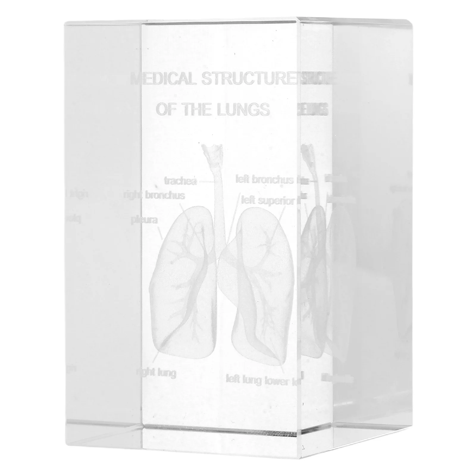 

Crystal Human Lung Anatomy 3D Engraved Cube Science Decoration Paperweight Medical Educational Office Display Anatomy Model