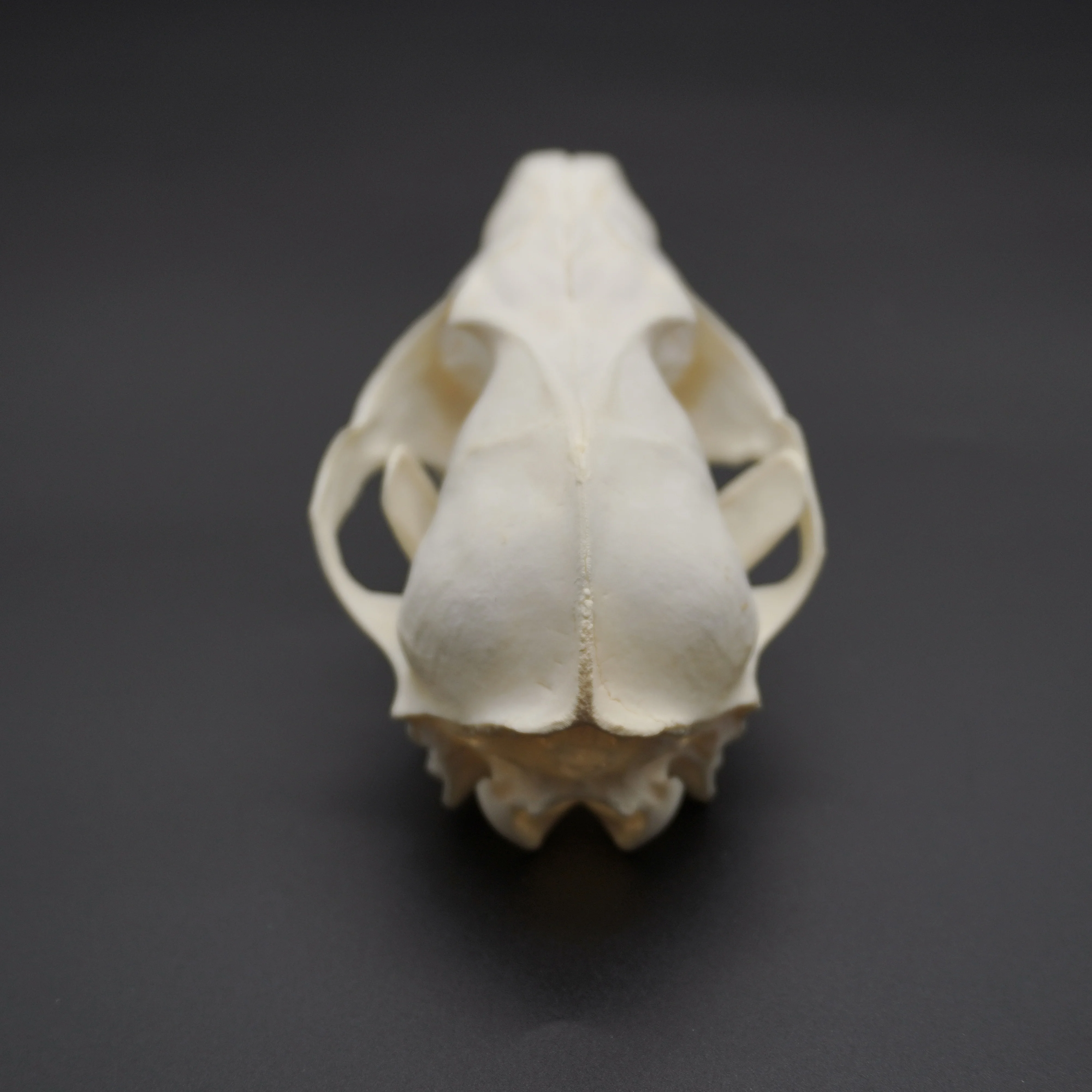 1/2/3/5/10Pcs Real Skull Crafts Fox Skull for DIY Decorative Collection Educational Taxidermy Teaching Model Display