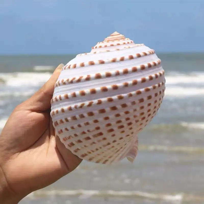 New Flower Point Piano Snail Big Conch Shell Natural Shell Fish Tank Rolled Shell Fish Breeding Succulent Natural