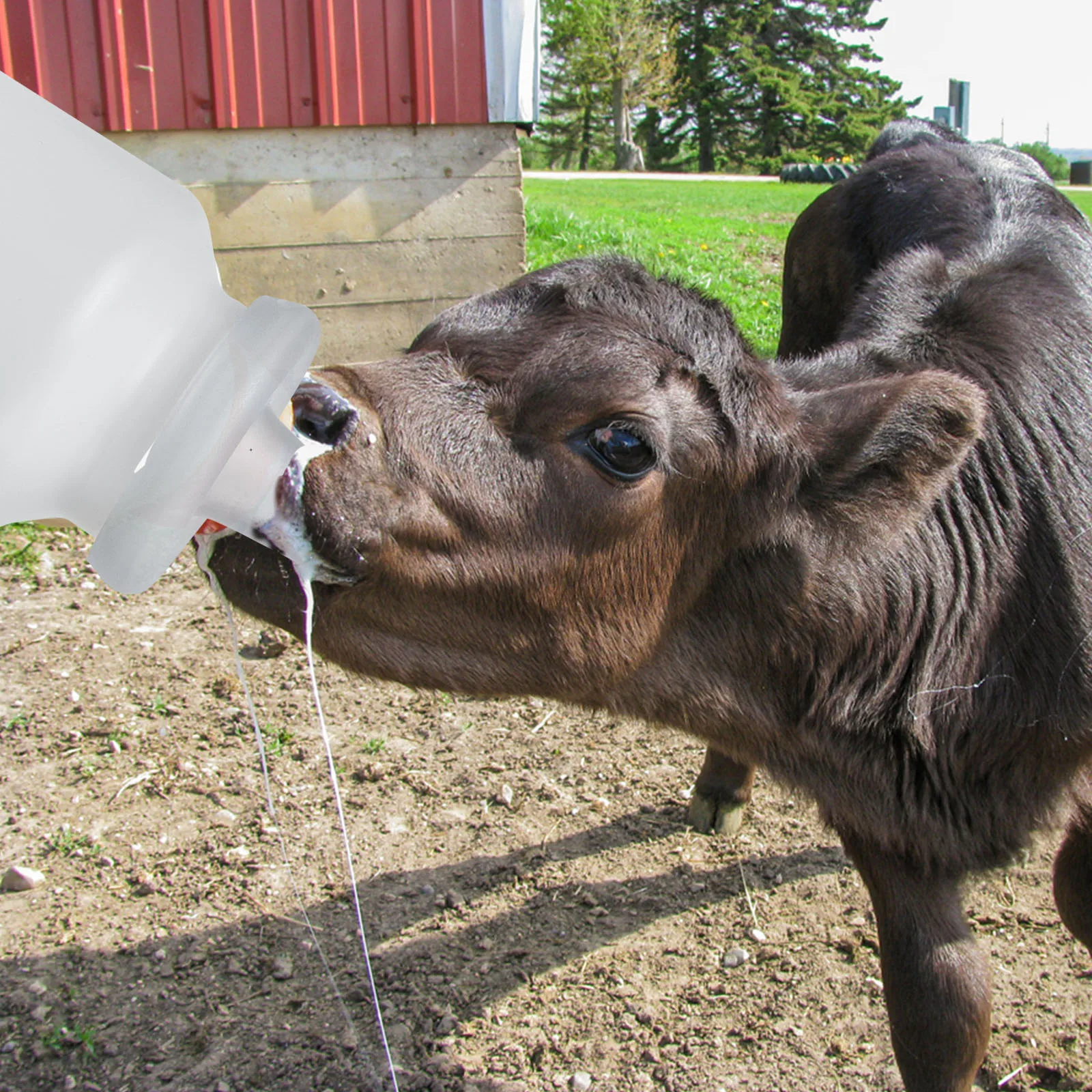 

2Pcs Calf Milk Bottle 1.6L Nursing Feeder for Lamb Pet Smooth Surface Easy to Clean Practical Container Dairy Supplies
