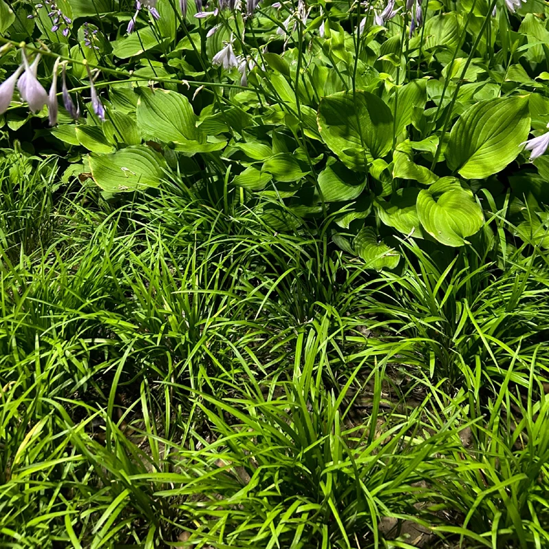 

Commercial Corn Flour Tortilla Machine Corn Tortilla Processing Machine Corn Taco Maker Machine