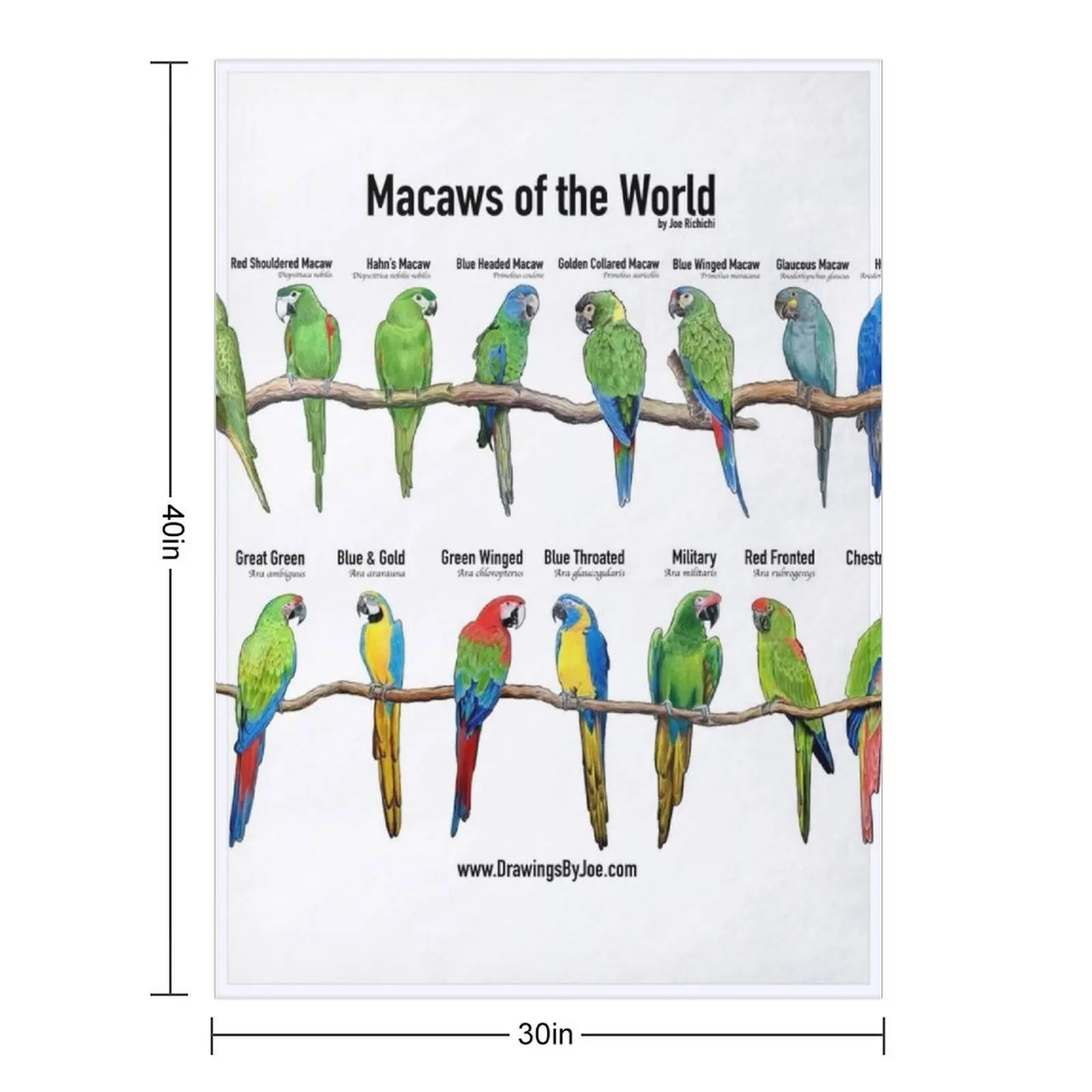 Macaws of the World Throw Blanket Blankets For Baby Thins Furrys Personalized Gift Blankets