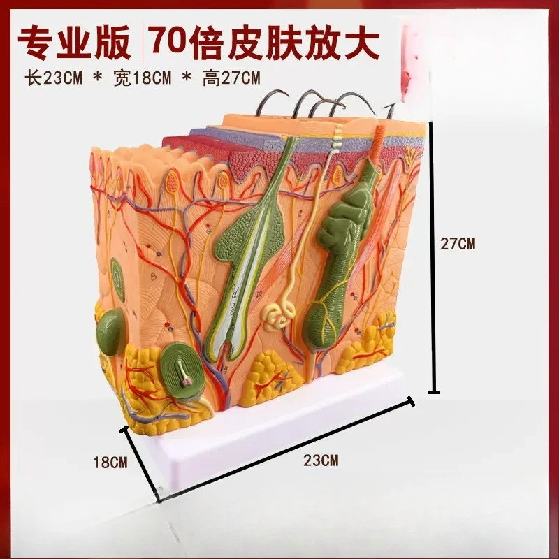 

Skin model demonstration teaching aids