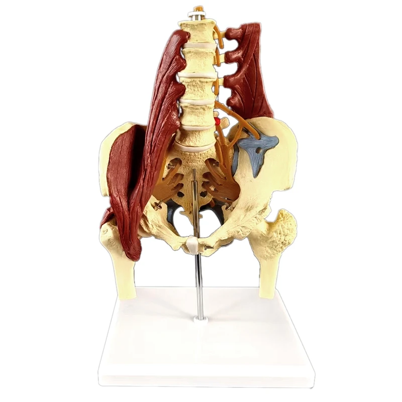 

SOSW-Lumbar Spine Bone Model, Pelvis Model, Pelvic Floor Muscle Anatomy Model Life Size Adult Skeleton Anatomical Model