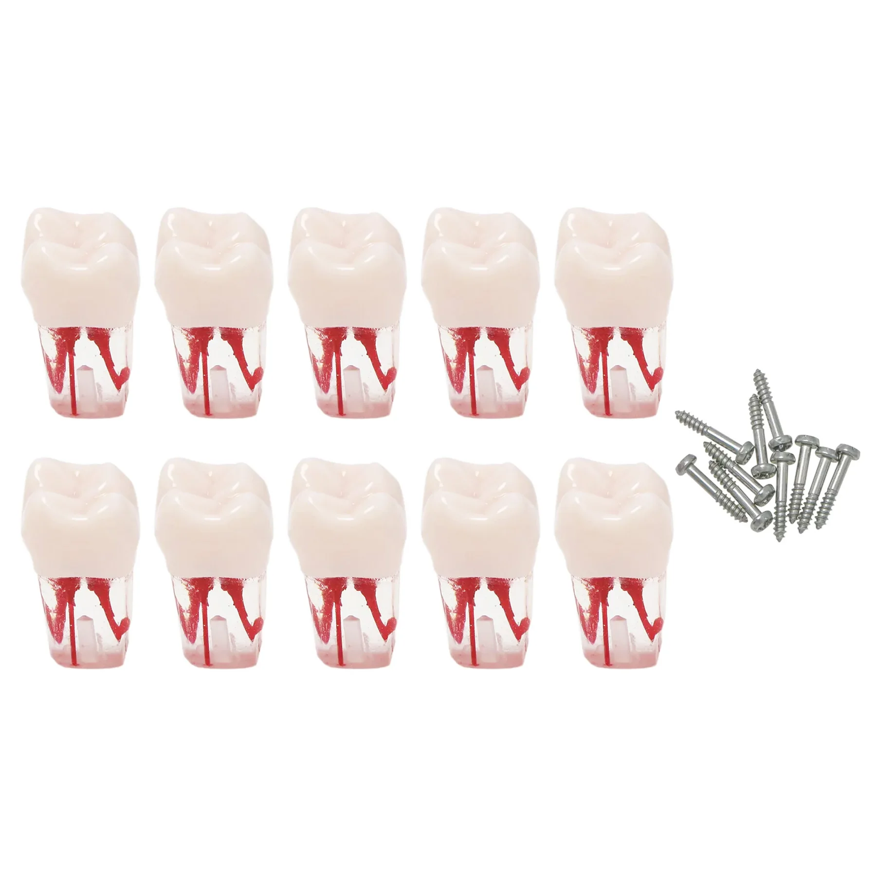 10PCS Compatible Kilgore Nissin Type Typodont with 28 Teeth Dental Endo Root canal Practise Typodont Teeth Model