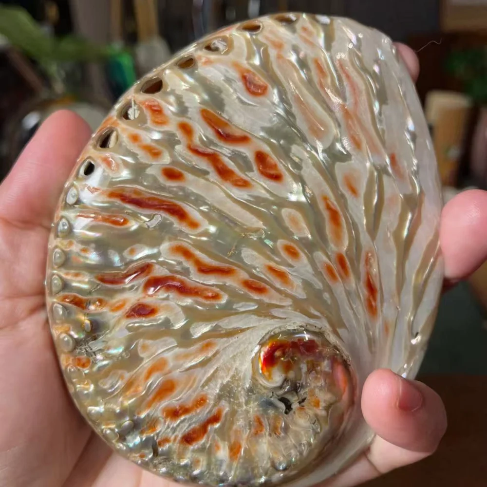 وعاء صدفة أذن البحر الأحمر البوهيمي مقاس 4-5 بوصة، ديكور صدف مصقول للمنزل، زينة الزفاف وديكور الشاطئ