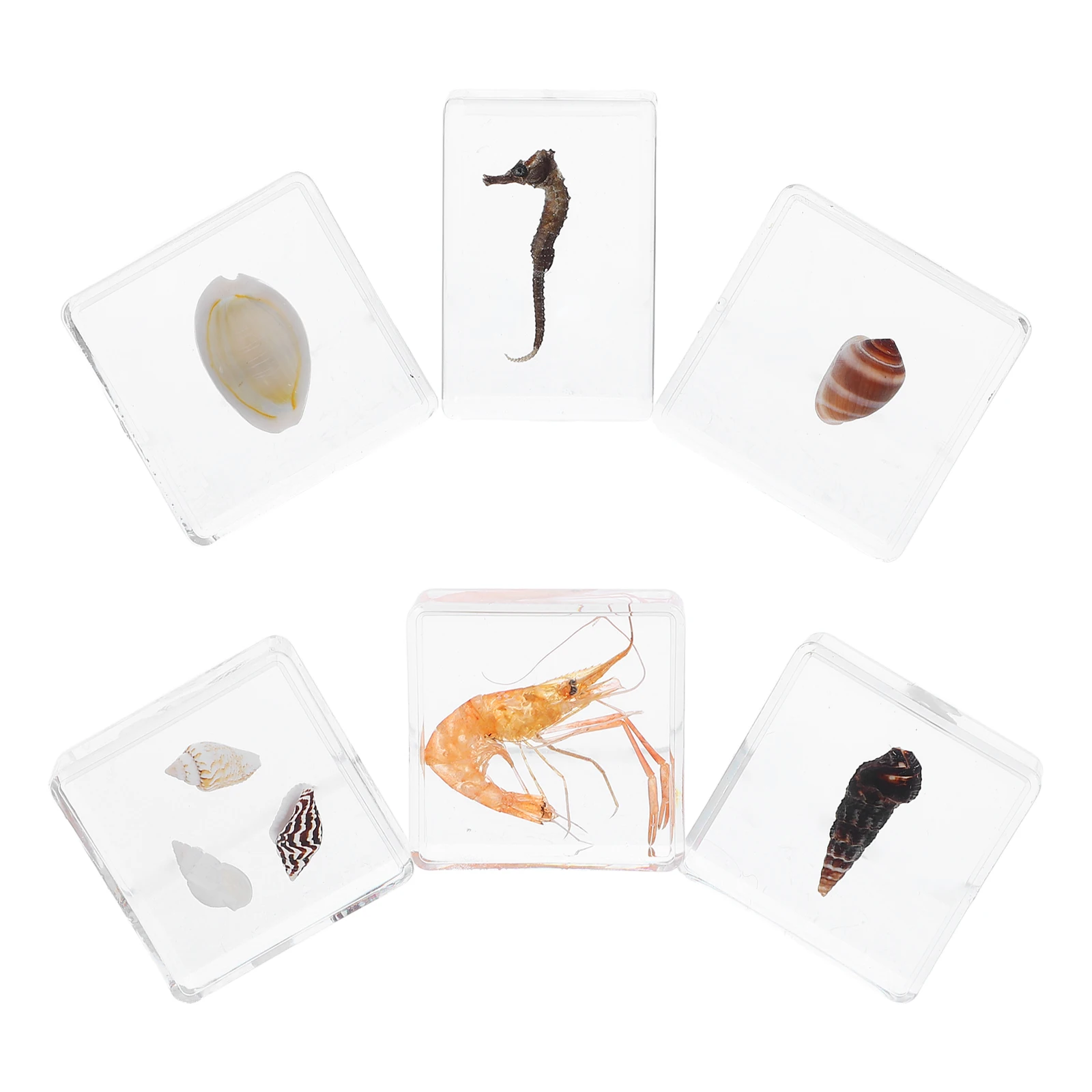 

6 Pcs Marine Biological Specimens Crayfish Conch Shell Resin Sea Life Craft Supplies Acrylic for Research Primary School