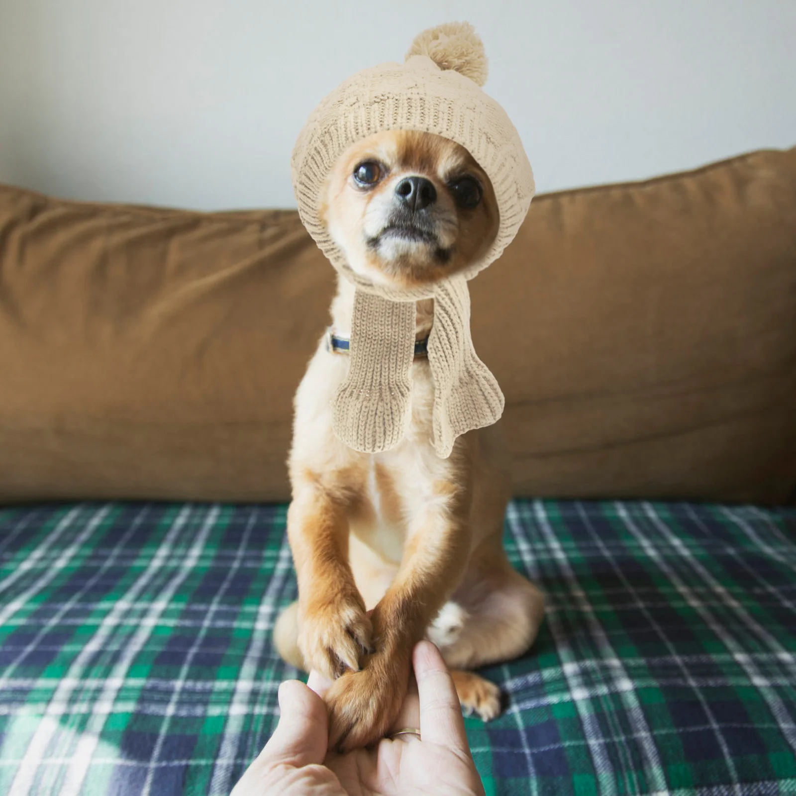 

Adjustable Dog Winter Hat with Scarf Knitted Warm Pet Cap for Small Puppies Soft Lined Small Dog Hat