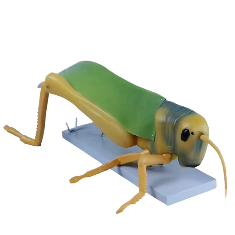 

Медицинская наука, расширяющаяся структура саранды, модель животного, бесплатная 3D модель животного, срок службы размера, модель животного