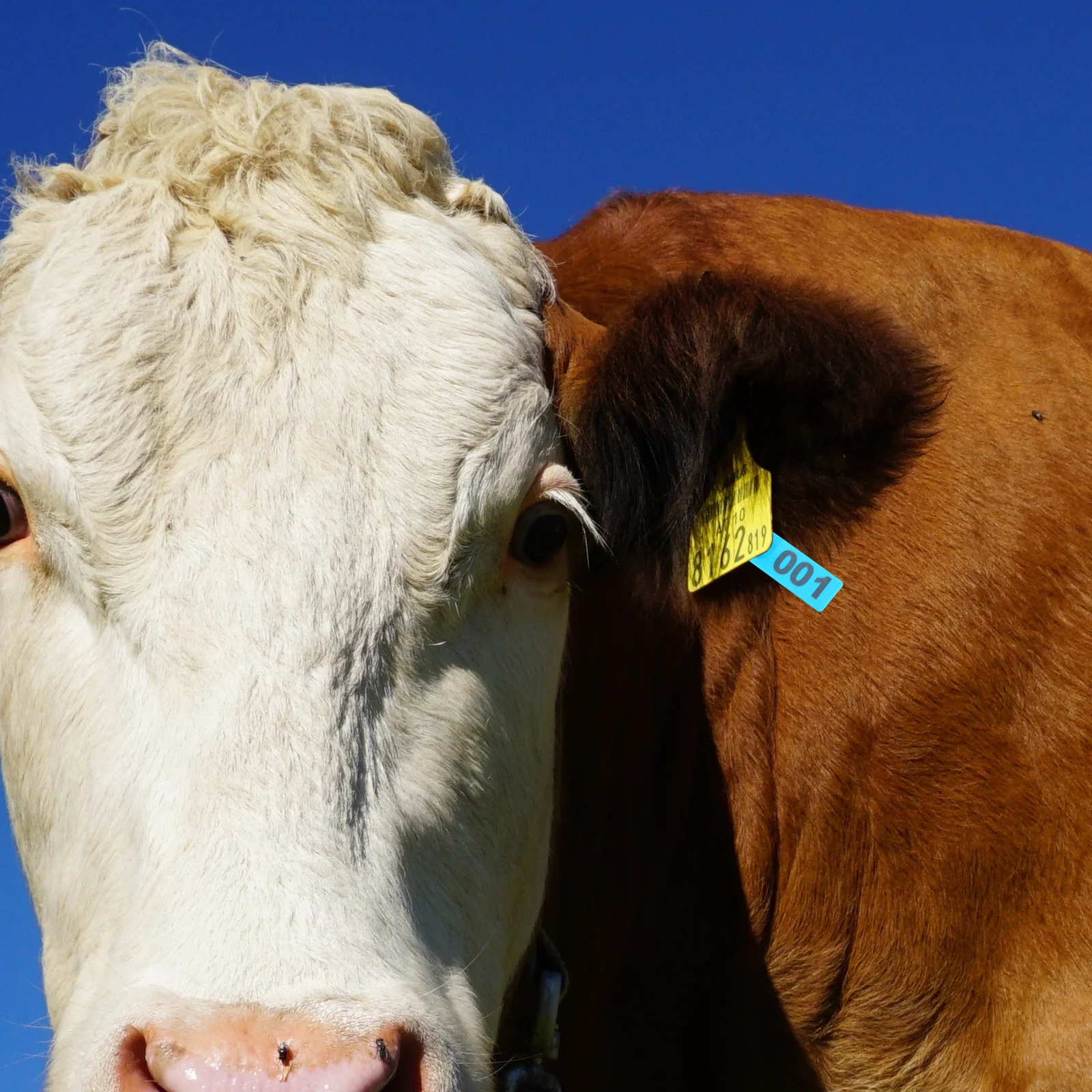 Étiquettes d'oreille numérotées en Tpu pour animaux de ferme, 100 pièces, pour bovins, moutons, chèvres, porcs, système d'identification du bétail, Kit d'étiquettes d'oreille de vache