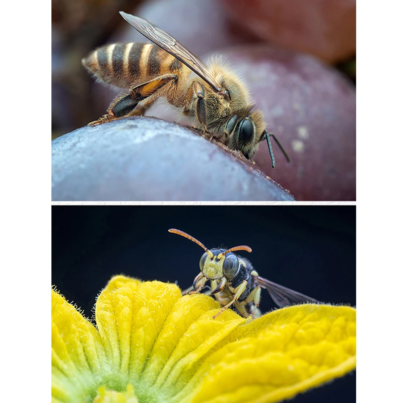 Brightin Star 60 مللي متر F2.8 II إطار كامل 2X ماكرو التكبير دليل التركيز عدسة الكاميرا لكانون RF EOS نيكون Z fujifilm XF M 43