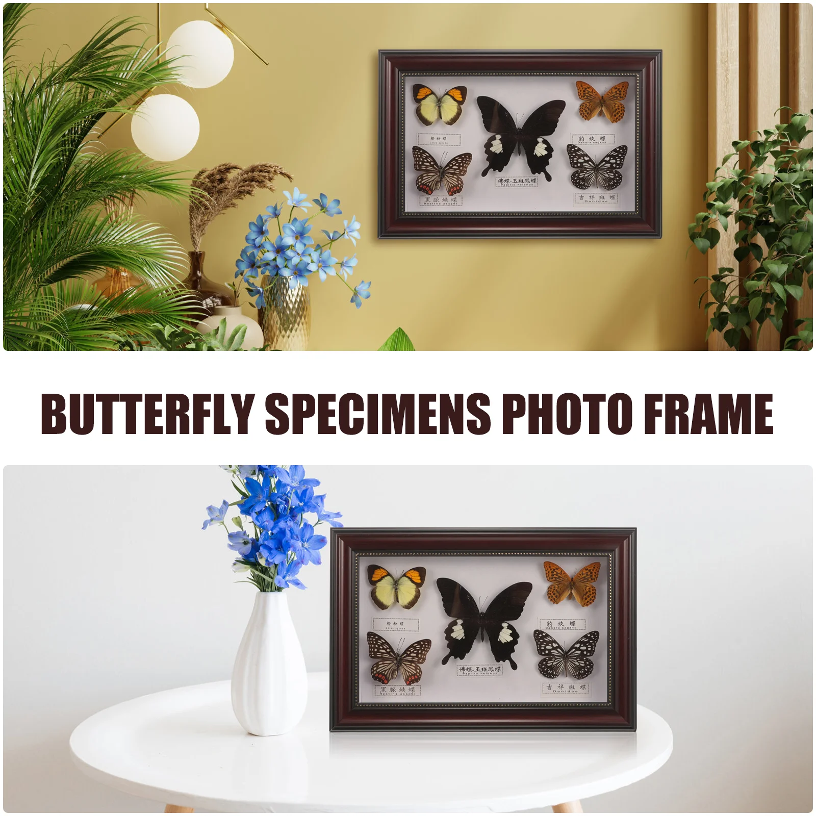 Photo Frame Butterfly Specimen Manual Hanging Butterflies Picture Landscape Display Holder