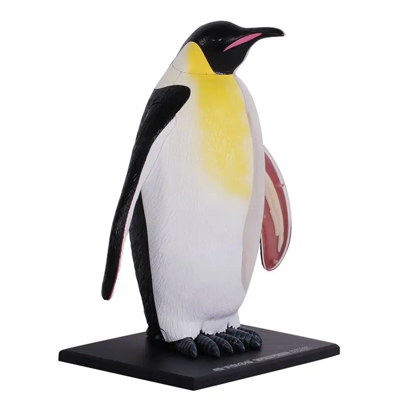 

4DMaster 5-летняя анатомическая модель, пластиковая игрушка