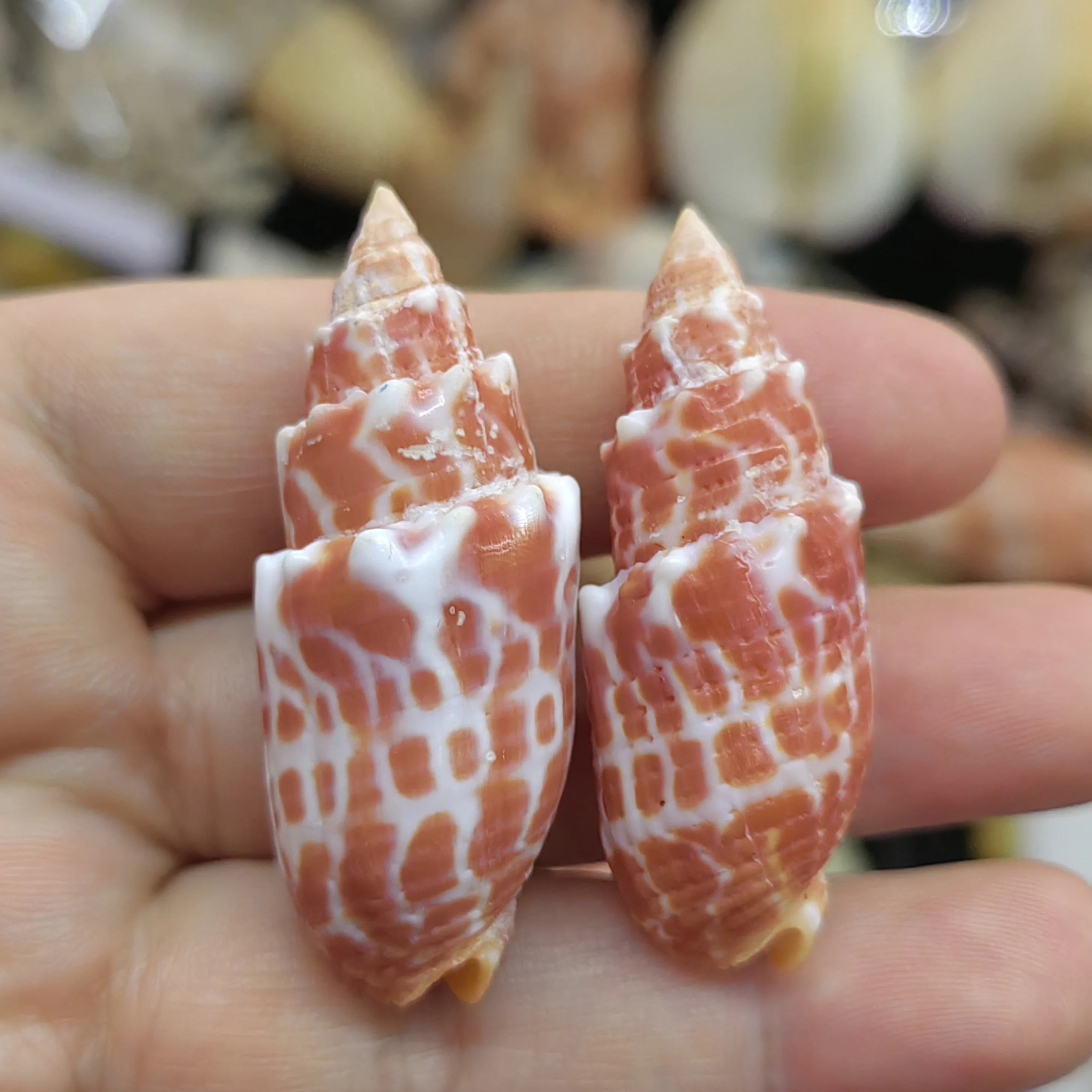 2 PC Tulip Cone Shells Gastridium Tulipa Conus Seashell Conch for Specimen Creative DIY Jewelry Nautical Fish Tank Aquarium