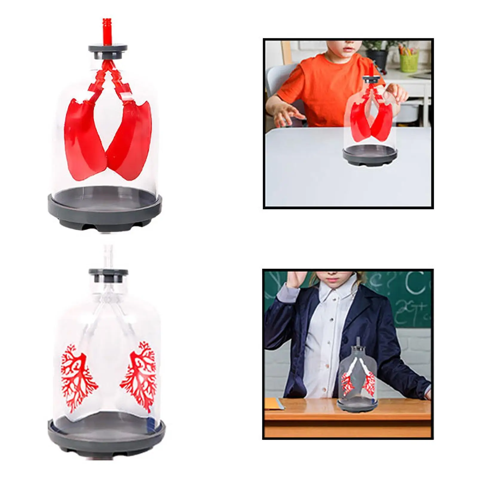Lung Function Demonstration Model Detachable Science Learning DIY Teaching Aid for 8+ Year Old School Teens All Ages Children