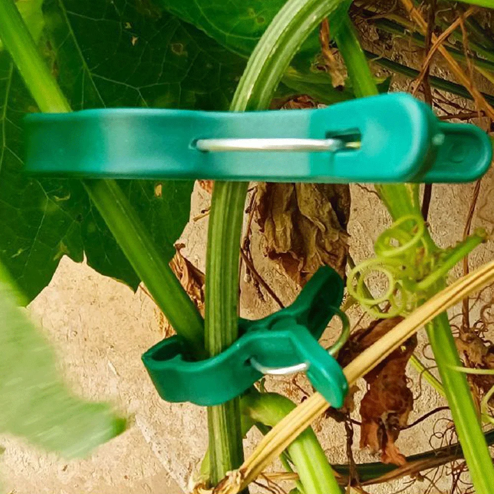 20/50Pcs Garden Tom… - image