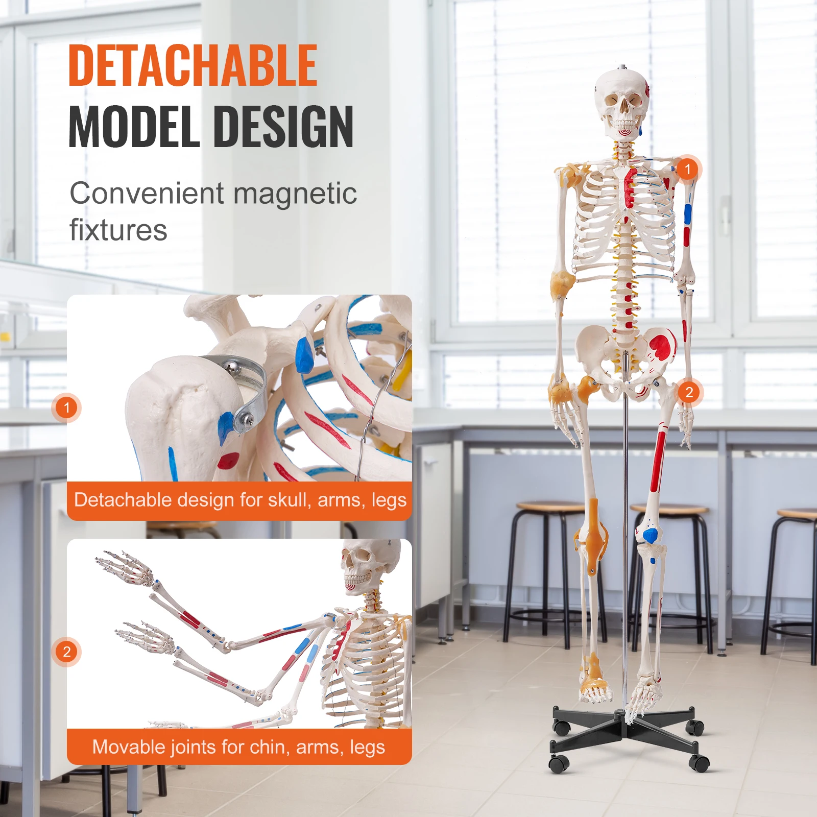 VEVOR Human Skeleton Model for Anatomy 71.65\