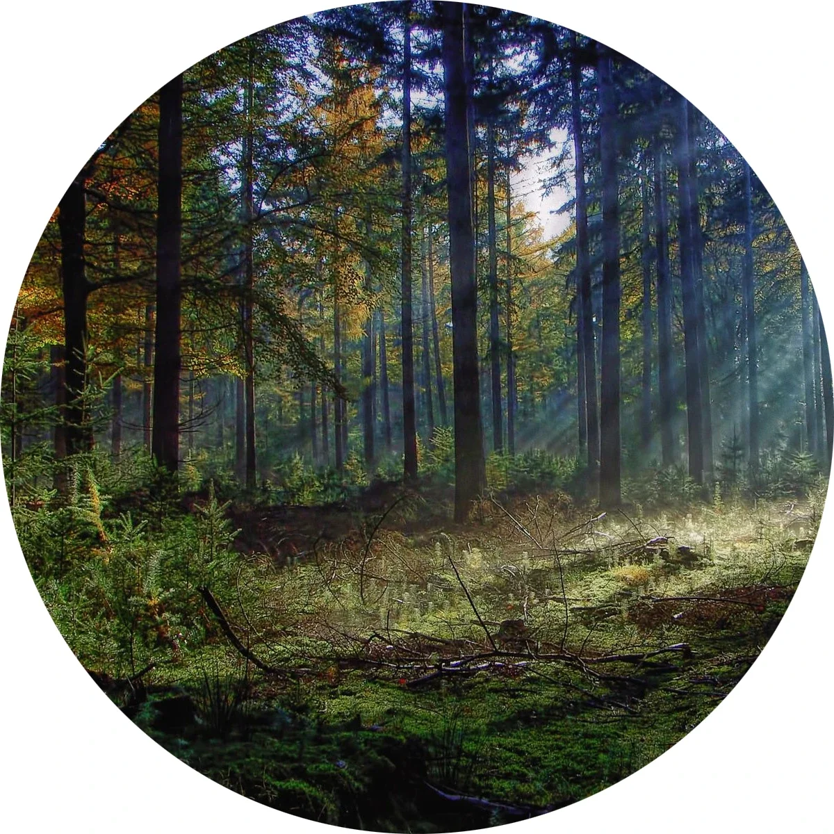 

Forest Tree Landscape Round Rug – Soft Non-Slip Indoor Carpet for Living Room Bedroom Dorm Kitchen