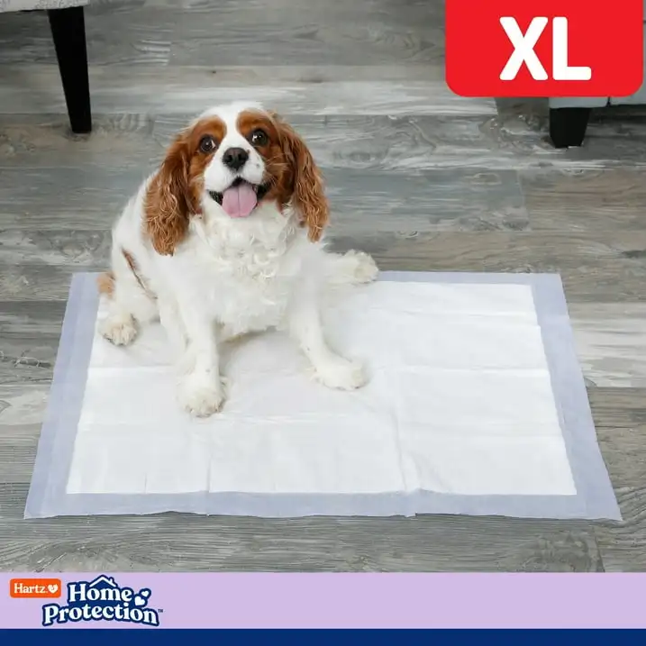

Home Protection Lavender Scent Odor-Eliminating Dog Pads, XL, 30 in x 21 in, 30ct