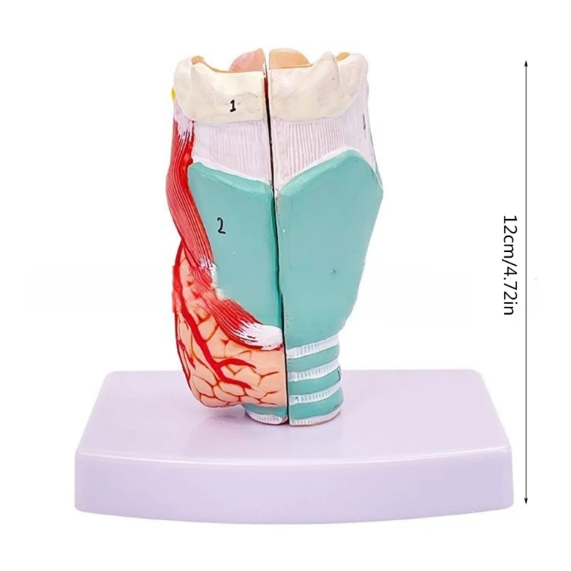 Human Larynx Anatomy Model, Life Size Anatomical Larynx Model Detachable