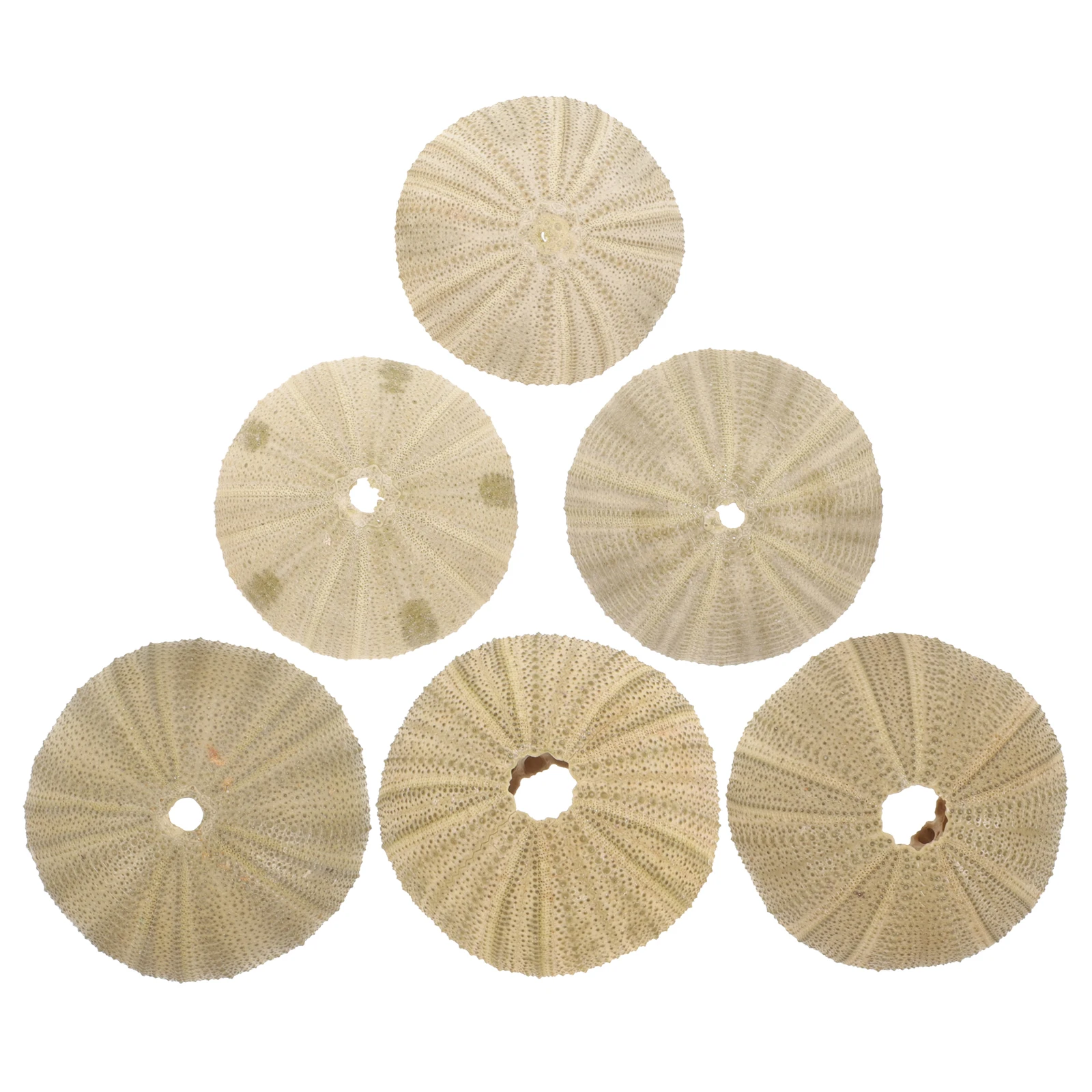 

6 Pcs 4 6CM Natural Sea Urchin Shells Tank Home Decor Crafts Pet Sea Urchin Shells For Fish Tank Supplies Ornament