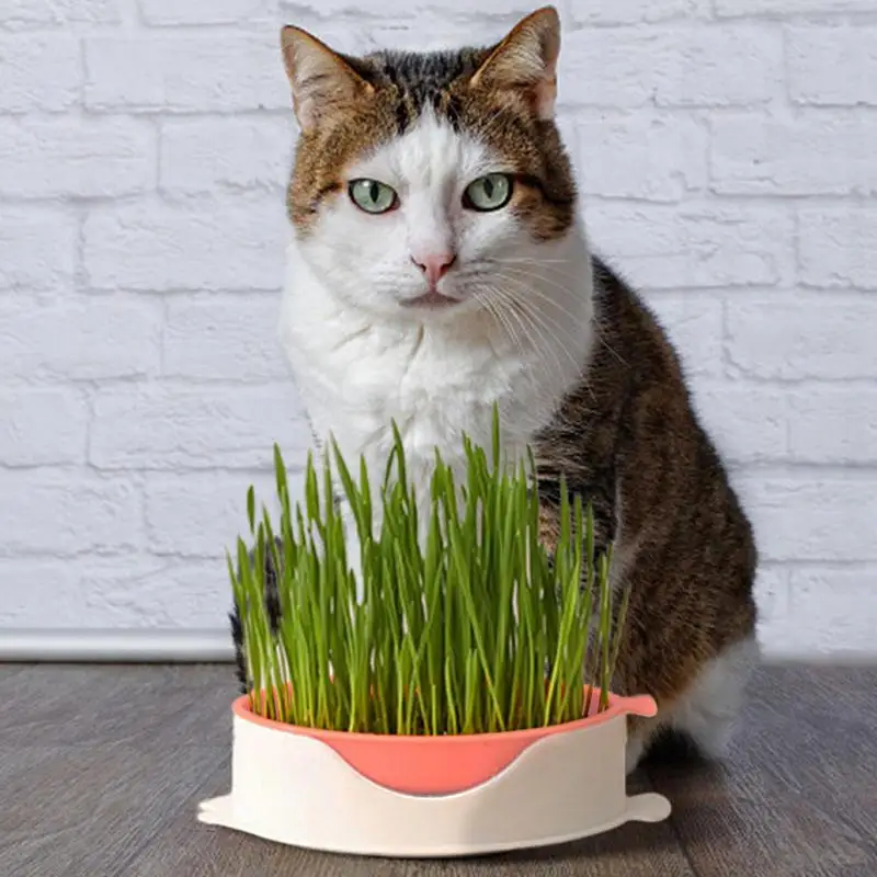 Cat Grass Planter Hydroponic Growing Kit Catnip Planter Soilles Fish Shape Planting Box with Mesh Tray for Home Cattery Pet Shop