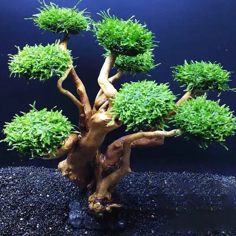 Fish tank greening wood frame planting decoration accessories Moss tree frame (no Moss) aquarium planting driftwood decoration