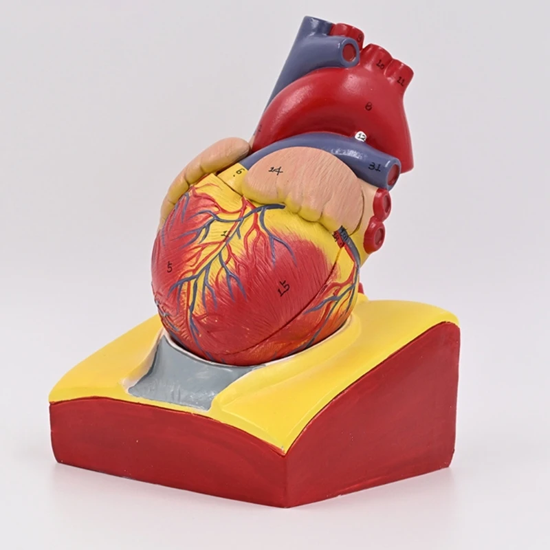 Modelo corazón humano Modelo médico Modelo corazón del cuerpo humano para educación científica