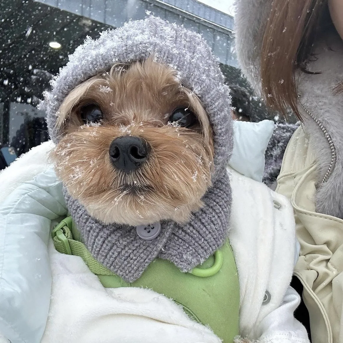 

Universal And Versatile Pet Decoration Basic Design - Essential Pet Warm Hat For Winter Dog'S Hat And Scarf.