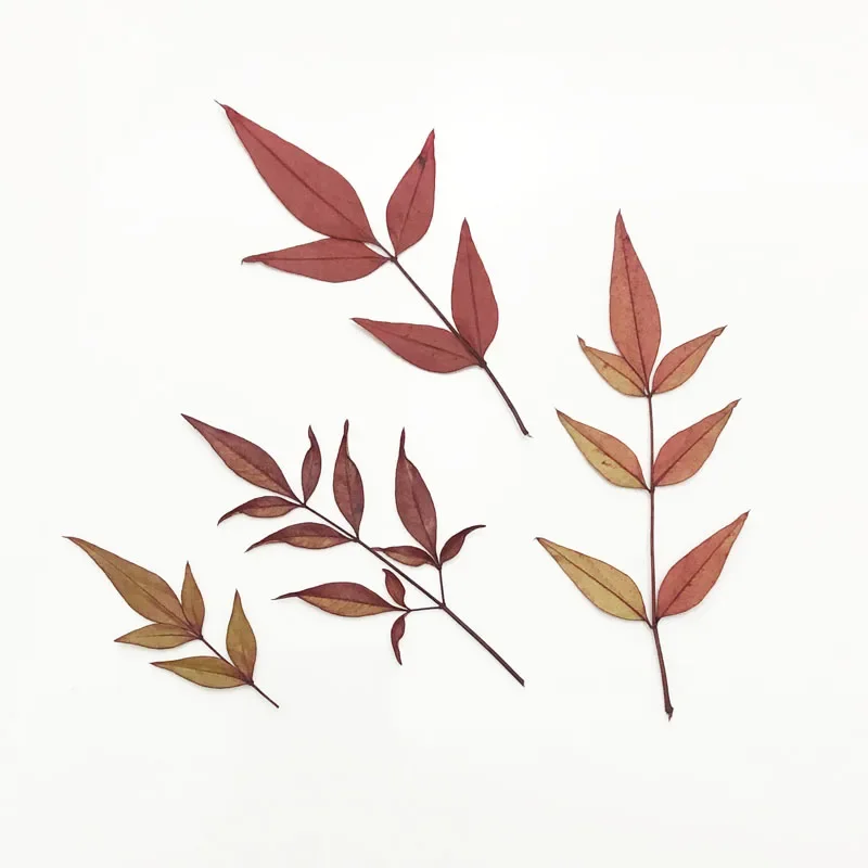 60pcs Pressed Dried Nandina domestica Thunb. Leaves Flower Plant Herbarium For Jewelry Postcard Invitation Card Phone Case DIY