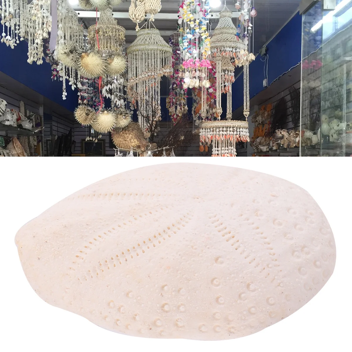 

6Pcs Natural Sea Urchin Shells Conch Decorative Home Wedding Party DIY Craft Decoration for Living Room Balcony Garden Table