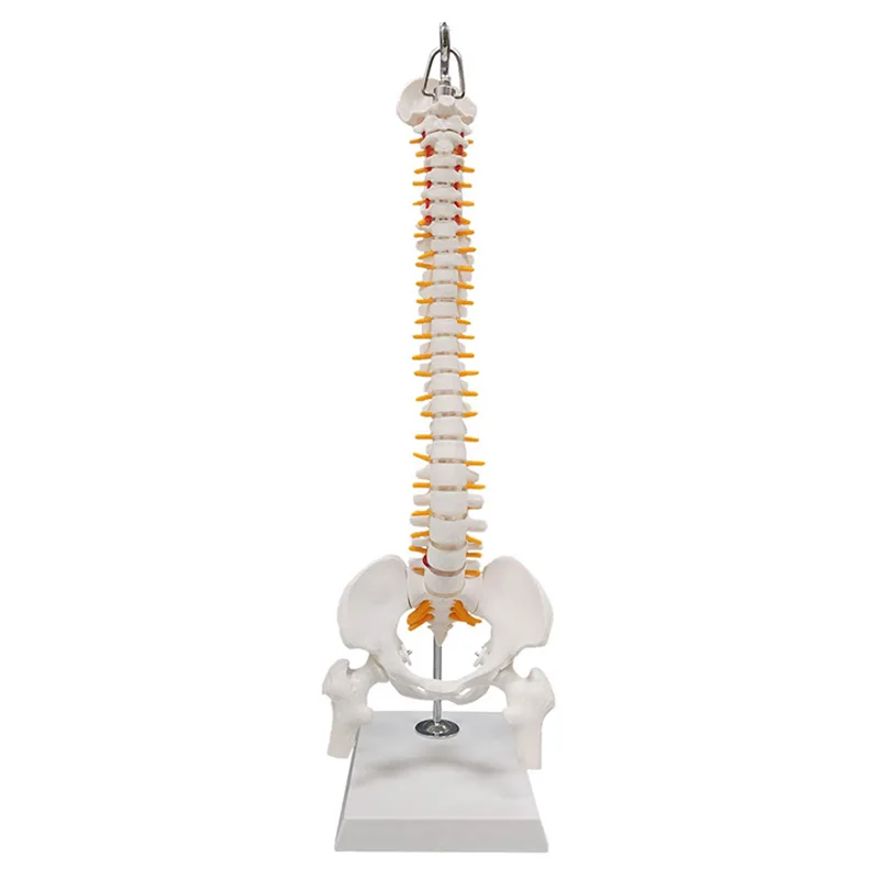 

45cm Human Hanging Spine With Femur Anatomy Model Massage Beauty Human Spine Medical Teaching Supplies