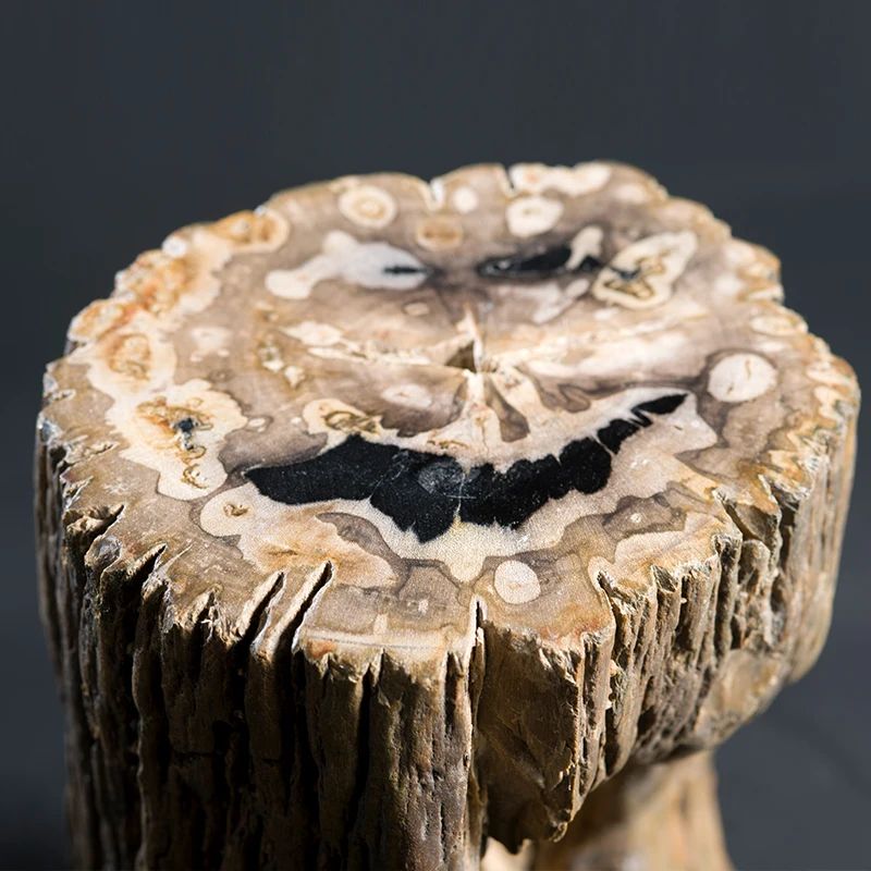 Paisajismo, patio, fósil de madera, pier De piedra pequeño, micro paisaje, nuevos adornos chinos de escritorio