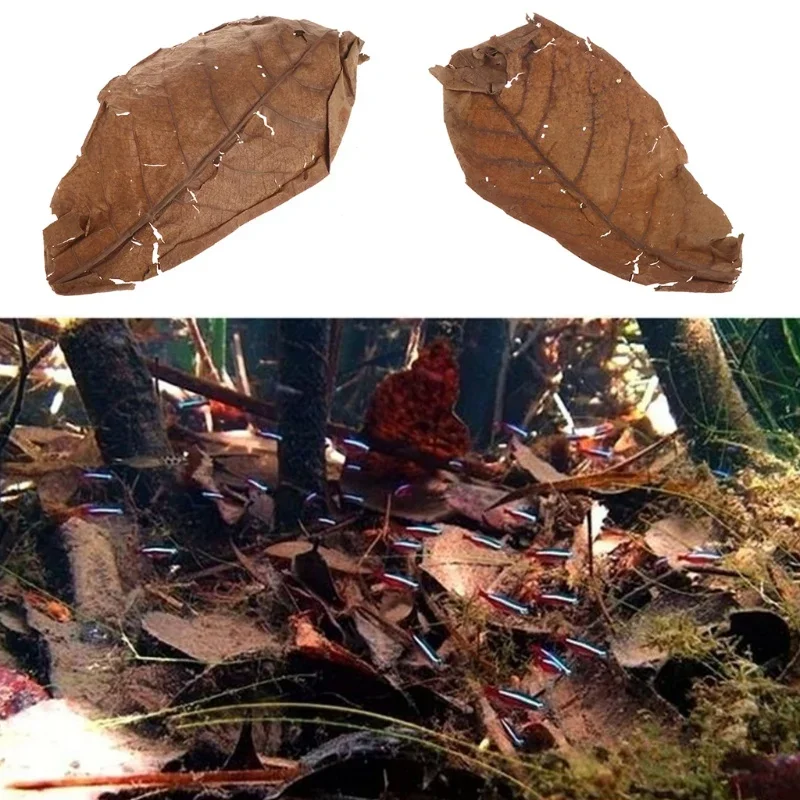 30/20Pcs Natural Terminalia Catappa Leaves Cleaning Treatment Fish Tank Filter Aquarium Foetida Leaves Shrimp Catfish Love