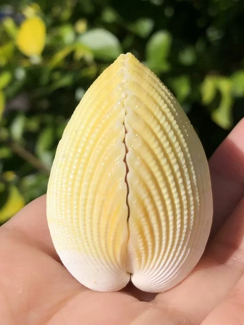 Coconut clam natural shell conch yellow fan shape snail natural fish tank aquascape conch shell