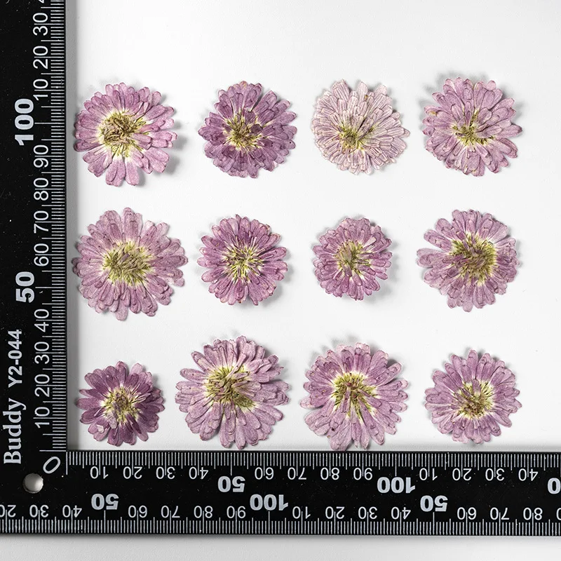 48Pcs Natural Dried Flowers, Small Purple Chrysanthemums, High-Quality Real Flowers, Purple Fireball Dried Flowers, Pressed Flowers for DIY Handmade Pressed Flower Frames, Resin Materials