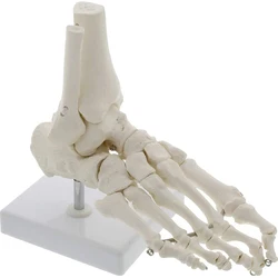 Levensgrote Voetgewrichten En Botten Voet Anatomie Skelet Menselijke Voet En Enkel Model Been Anatomische Modellen Leren Tool Groothandel