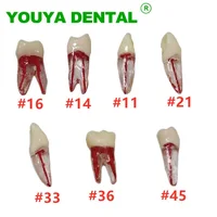 Modelo de estudio de enseñanza endodoncia para dientes dentales, bloque de conducto radicular, práctica de cavidad de pulpa Dental, bloques de entrenamiento Endo RCT, 5 uds.
