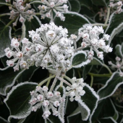 Kit de châssis en Fiber de carbone, poutre de cadre pour chenille axiale 1/10 RC SCX10 et SCX10 II 90046, pièces de mise à niveau