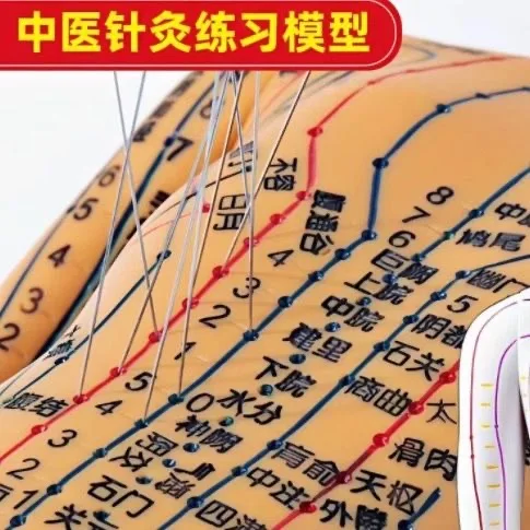 Acupuncture and moxibustion and Moxibustion Acupoint 52CM Human Body Model of Men and Women