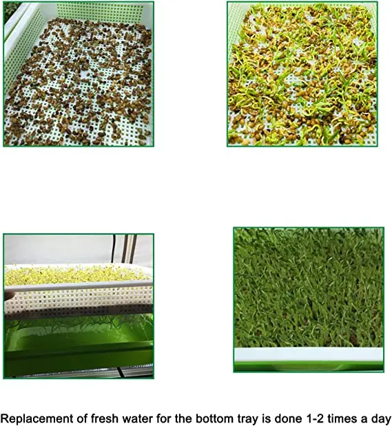 Bandeja de germinación de semillas, Kit de germinación sin suelo, hierba de gato, hierba de trigo, maceta de cultivo sin suelo